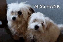 Dogs Havanese GIF - Dogs Havanese Cute GIFs