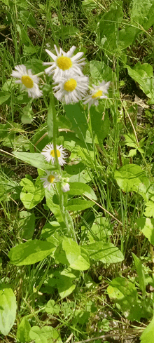a bunch of daisies with yellow centers are growing in the grass
