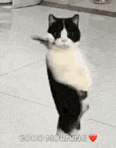 Cat Dancing Gif Dancing Cat GIF - Cat Dancing Gif Dancing Cat Black And White Cat GIFs