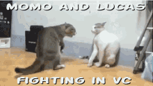 fight momo