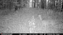 Deer Hunting GIF - Deer Hunting GIFs