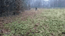Get This Dog An Nfl Contract GIF - Dog Tackle Training GIFs