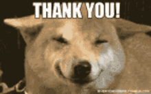 Thank You Thanks GIF - Thank You Thanks Dog GIFs