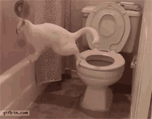 Cat Poop Toilet Nice Try GIF - Cat Poop Toilet Nice Try You Can Make It GIFs