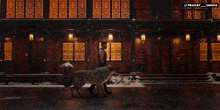 a man walking a wolf in front of a building that says pranay varma