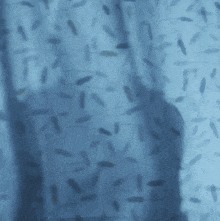 a man in a black shirt is standing behind a blue shower curtain .