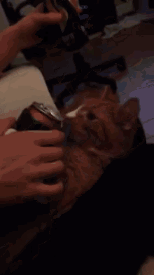 Alfred Takes It To The Head GIF - Cat Drinking Funny GIFs