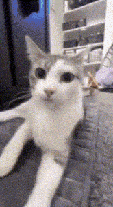 Cat Thatsimple GIF - Cat Thatsimple Cat Show GIFs