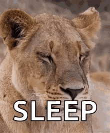Sleep Lion GIF - Sleep Lion Sleepy GIFs