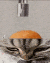 кот смешной кот GIF