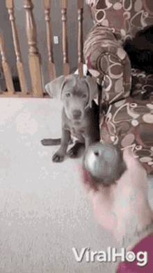 Dog Ball GIF - Dog Ball Hit GIFs