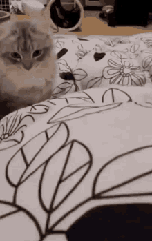 Xliuten Cat GIF - Xliuten Cat GIFs