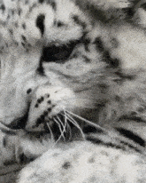 Snow Leopard Yawn GIF - Snow Leopard Yawn Tired GIFs