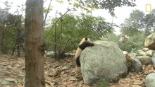 Fall Down 360baby Pandas GIF
