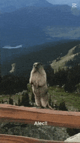 a ground squirrel is standing on its hind legs on a wooden railing with the words alec written below it