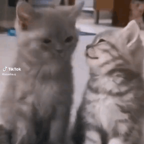 Lucy Y Ricky Cat Kiss GIF