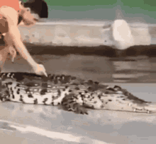 Funny Alligator GIF - Funny Alligator Crocodile GIFs
