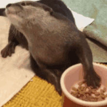 Sea Otter Eating GIF - Sea Otter Eating Happy GIFs