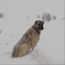 a dog wearing a collar sitting in the snow