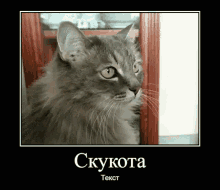 Cat Imtesc GIF - Cat Imtesc Twitch GIFs