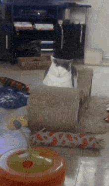 Excited Cat GIF - Excited Cat Funny GIFs