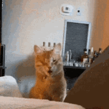 Cat Wow GIF - Cat Wow Shock GIFs