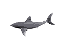 Zoom Shark GIF - Zoom Shark GIFs