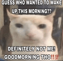 Good Morning Cat GIF - Good Morning Cat Tired GIFs