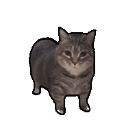 a gray cat is standing on a white background .