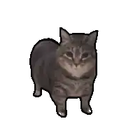 a gray cat is standing on a white background .
