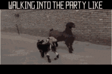 Goats Walking Into The Party GIF - Goats Walking Into The Party Party GIFs