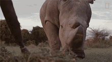 Eating Grass Meet The Heroes Who Protect The Last Northern White Rhinos In The World GIF - Eating Grass Meet The Heroes Who Protect The Last Northern White Rhinos In The World World Rhino Day GIFs