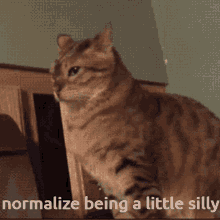 Silly Cat GIF - Silly Cat Epic GIFs