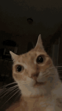 Cat Stare Meme Tiktok Gato Encarando Tiktok GIF - Cat Stare Meme Tiktok Gato Encarando Tiktok Cat Meme GIFs