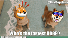 a picture of two dogs with the caption who 's the fastest doge?