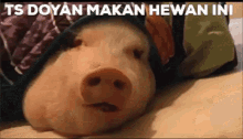 Babi Pig GIF