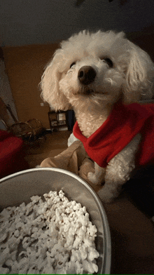 Funny Dog GIF