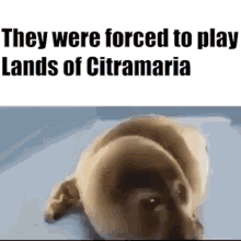 Citramaria Lands Of Citramaria GIF