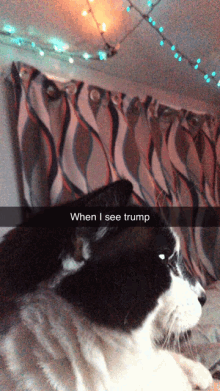 Muffin The Cat When I See Trump GIF - Muffin The Cat When I See Trump Airplane Ears GIFs