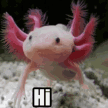 Axolotl 500x500 GIF - Axolotl 500x500 Hi GIFs