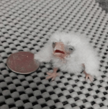 a small white bird is sitting next to a penny on a checkered blanket .