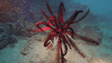 Feather Star GIF - Feather Star GIFs