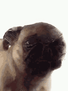 Pug Morning GIF - Pug Morning Lick GIFs