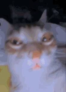 Orange Cat GIF - Orange Cat Stare GIFs