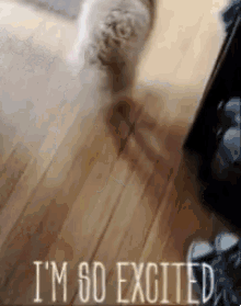 a cat is walking on a wooden floor with the words `` i 'm so excited '' written above it .