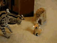 Poor Rudolph GIF - Animals Cats Clouded Leopard GIFs