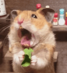 a close up of a hamster with its mouth open eating a green leaf .