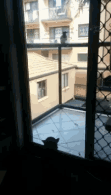 Bird Cat GIF - Bird Cat Window GIFs