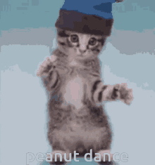 Peanut Brick Hill GIF - Peanut Brick Hill Cat Dance GIFs