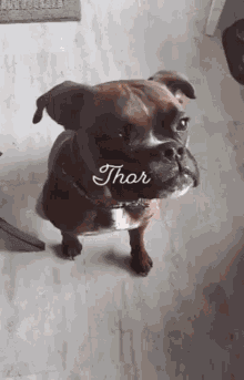 Thor Dog GIF - Thor Dog GIFs